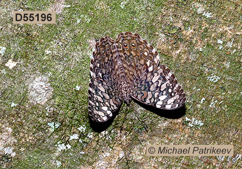 Pale Cracker (Hamadryas amphichloe)
